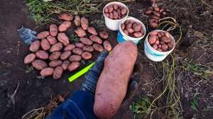 Сорняк Сарпо Мира удивил огромным урожаем