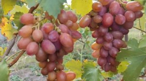 ДОНСКОЙ ОГОНЬ (ДОНСКОЕ КАЗАЧЕСТВО)