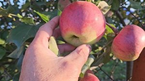 В саду у  Сергея Летуновского .Обзор поздних сортов яблонь для зимнего хранения.