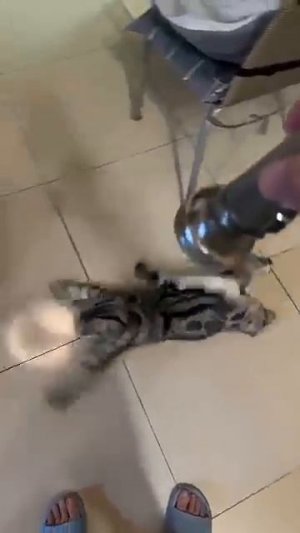 Смешные коты😂