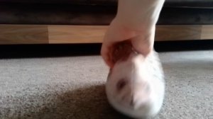 Приключения Хренобуса Сезон 1 Серия 4 Хренобус и 7 пранков над Жорой