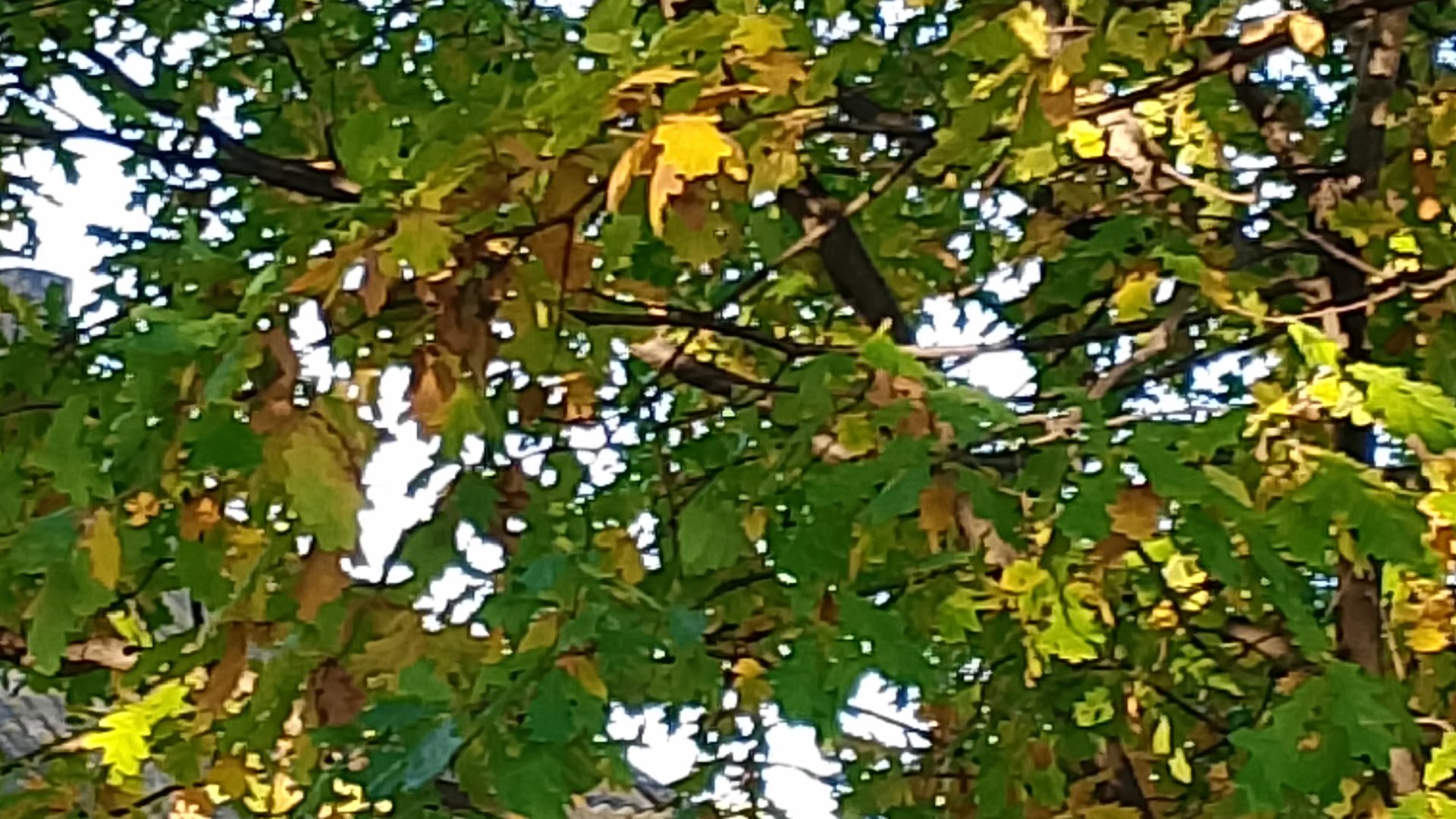 Позолотила осень золотая.. смотреть онлайн