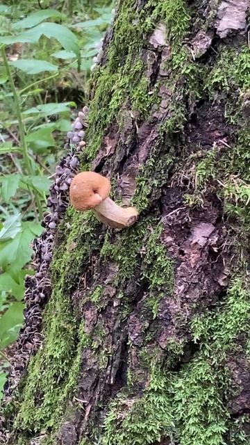 Чудо природы смотреть онлайн