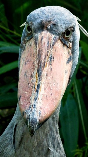 Китоглав - динозавр в перьях!