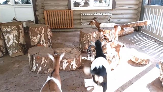 У камерунских коз очередное пополнение 15.09.2025 смотреть онлайн