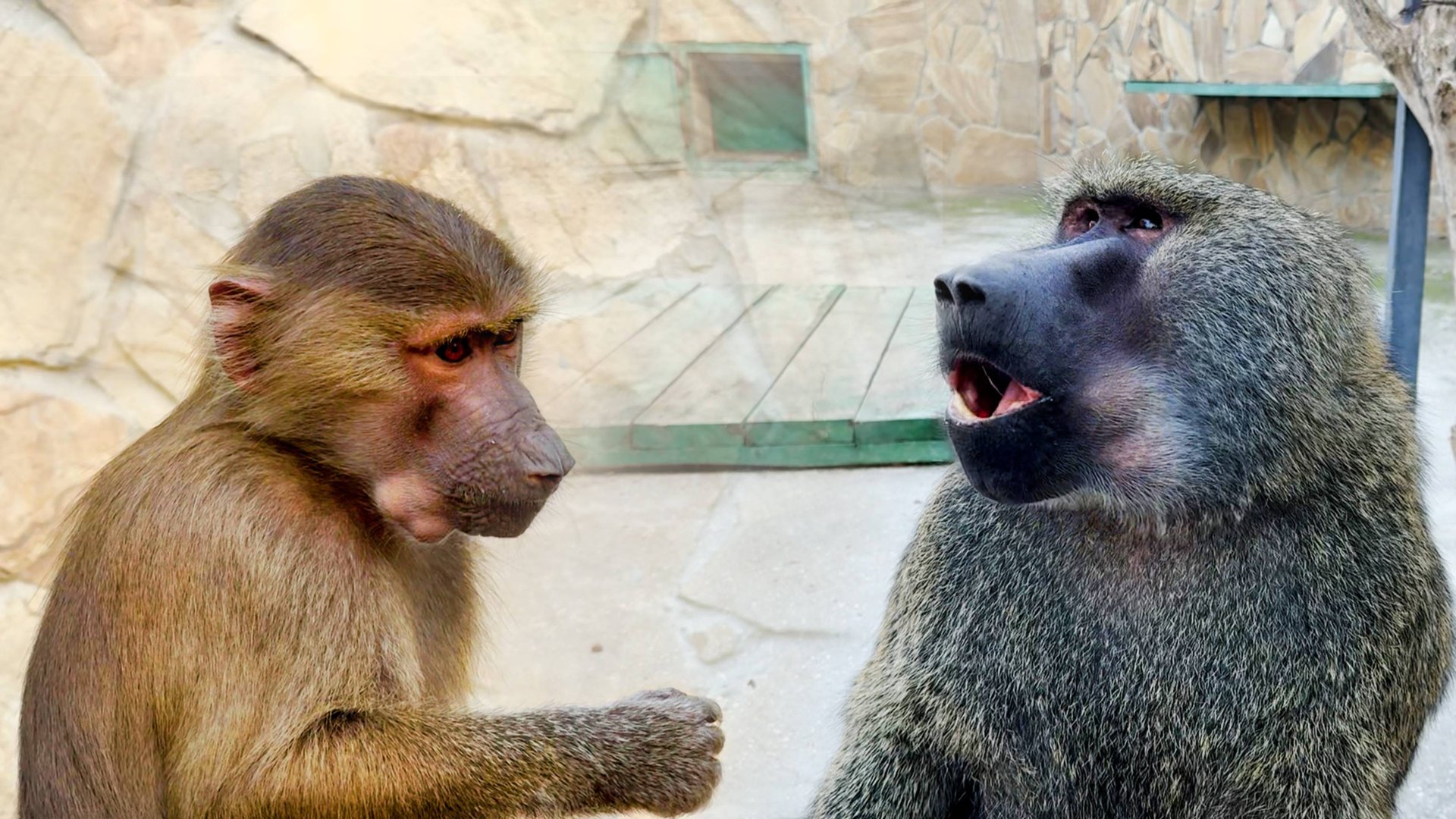 Удивительный Рокки! Лучший виноград это ПОМИДОР! В стае Степки едой делится только Маня! Добрая душа смотреть онлайн