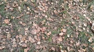 КУПИЛИ МОРОЖЕНОЕ🍦 ПРОГУЛЯЛИСЬ В ЛЕСУ.