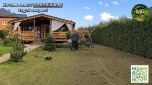 Как обновить газон быстро | Пересев своими руками. #идеальныйгазон #газон #пересев #дача #сад