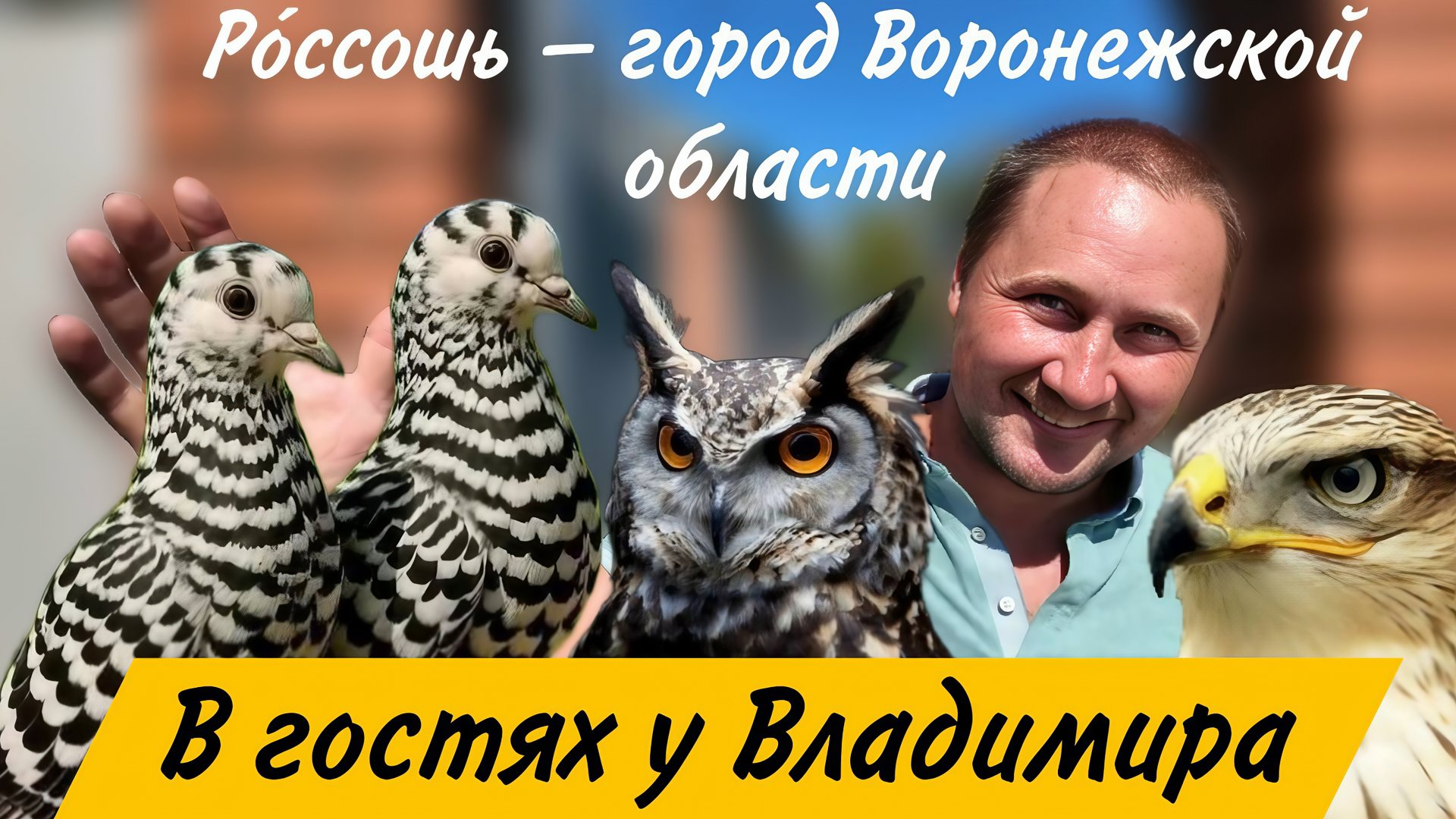 В гостях у голубевода  Айболита Владимира, питомник хищных птиц. Голуби, фазаны, павлин, филин сокол