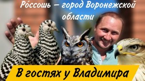 В гостях у голубевода  Айболита Владимира, питомник хищных птиц. Голуби, фазаны, павлин, филин сокол