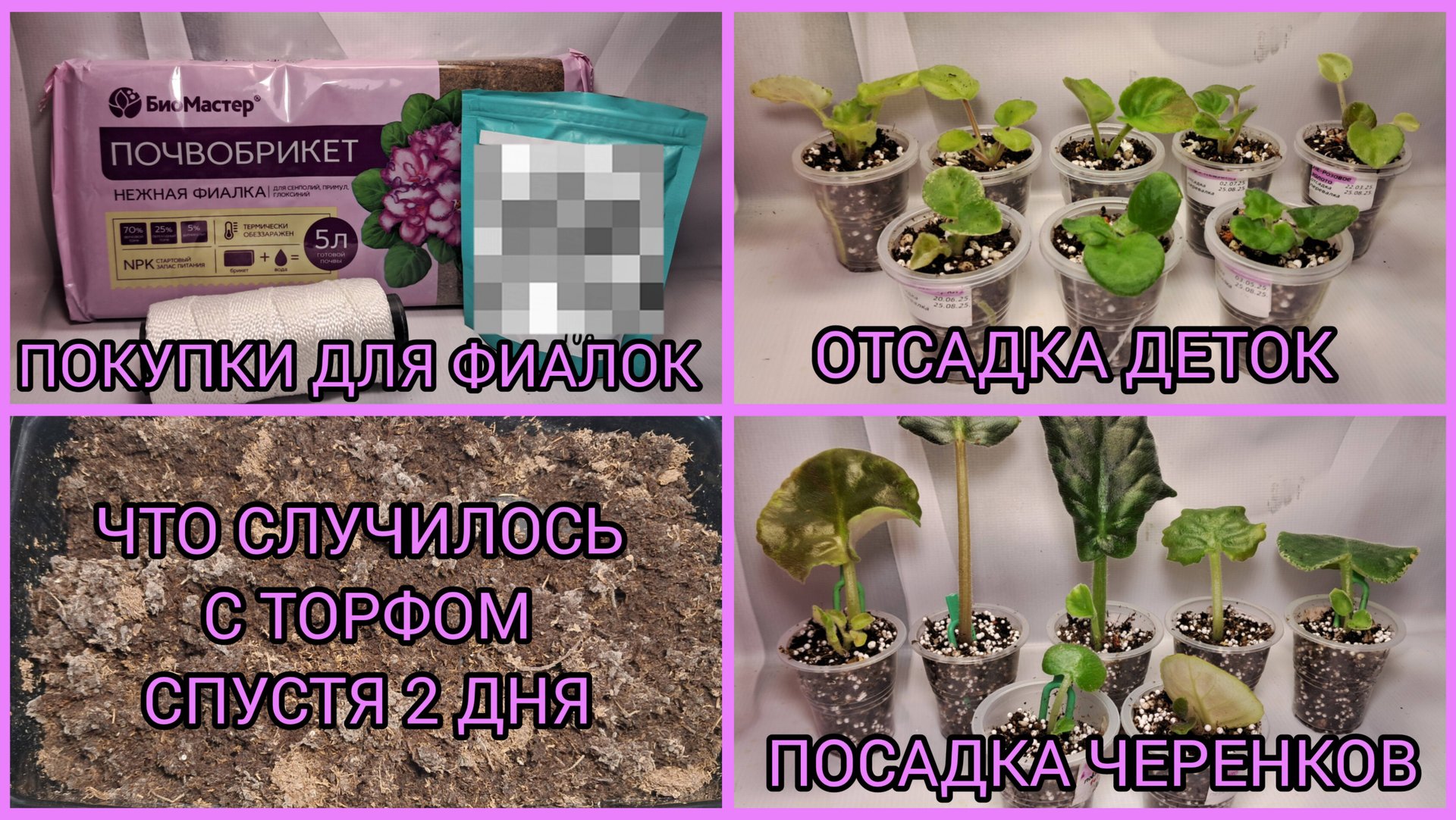 Покупки для фиалок. Рассадка деток. Посадка черенков. Новый торф. смотреть онлайн