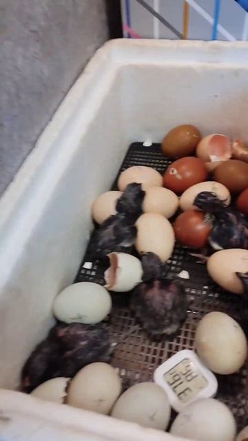 Первые цыплятки! #летовподмосковье #дилетантывсаду