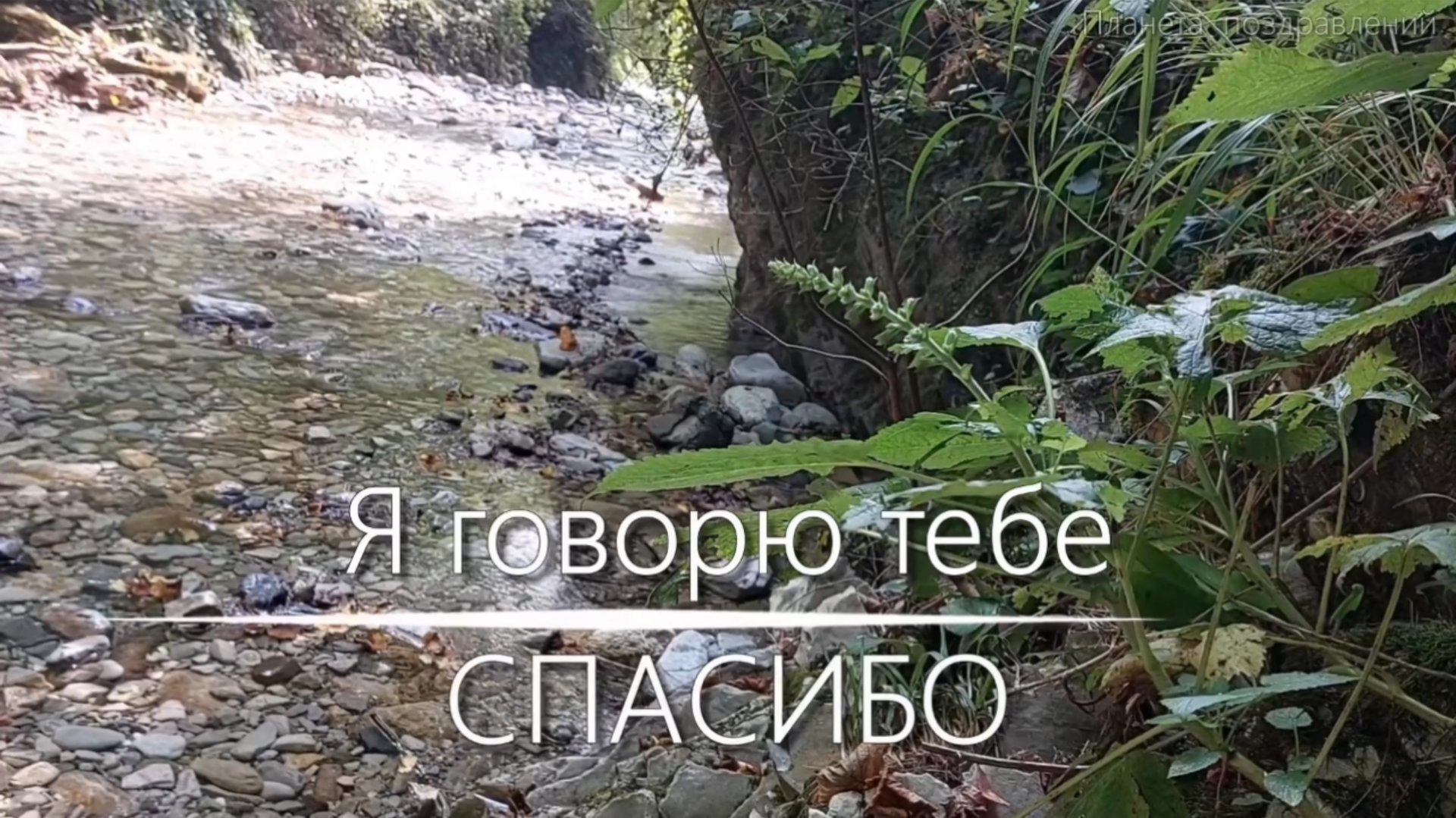 11 января - международный день спасибо. Я говорю тебе СПАСИБО смотреть онлайн