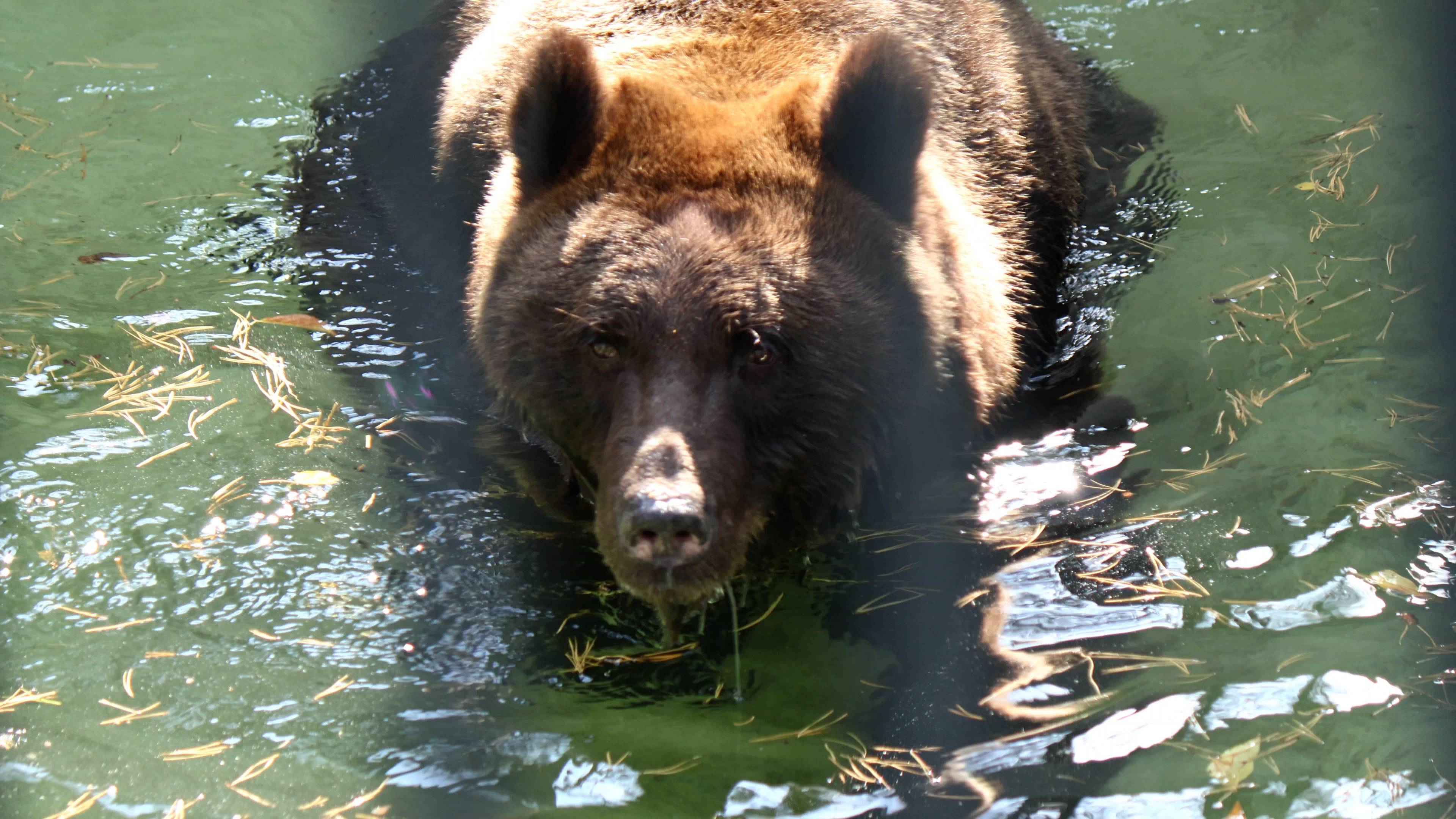 Бурая медведица Валя смотреть онлайн