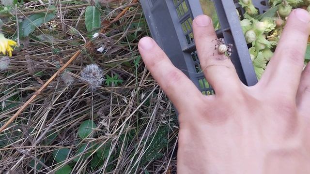 Паук с тянущейся паутинкой ползает по мне! смотреть онлайн