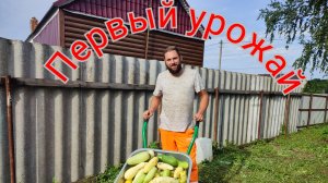 Сбор первого урожая с огорода, перевозка необходимых вещей, приобретение триммера.