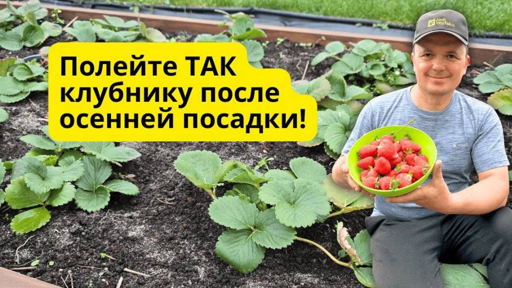 Осенняя посадка клубники — быстрый и лёгкий способ укоренения 🌿 смотреть онлайн