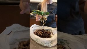 Орхидея в открытой системе без грунта. Часть 1.