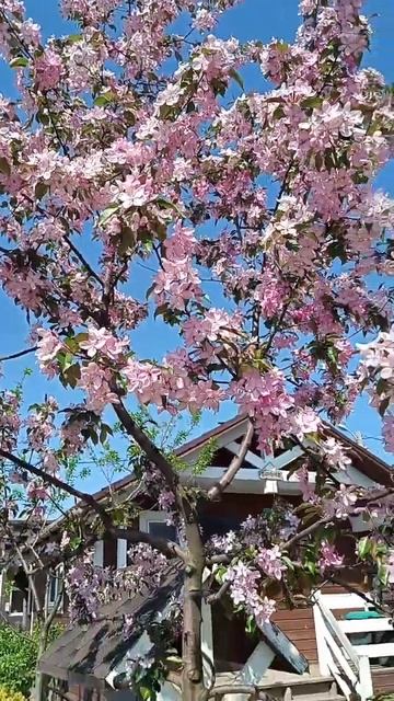 цветение яблони #летовподмосковье