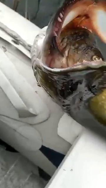 Уж и жадная попалась)Такого карпушу слопала, и еще на приманку позарилась