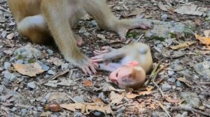 Luna, да что ж ты месишь детёныша своего ... 1000033615.mp4