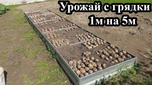 Картофель в грядке 2025. Картофель от посадки до сбора урожая.