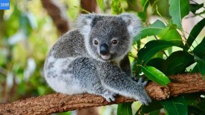 Коала вовсе не Медведь! Самое уникальное животное Австралии!