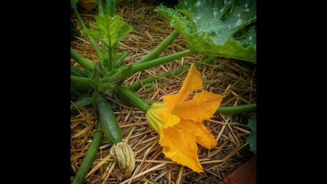 Дела дачные 4 часть смотреть онлайн