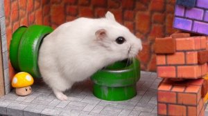 Хомячок в Лабиринте - Супер-Марио 2