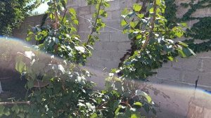 Формируем чашу