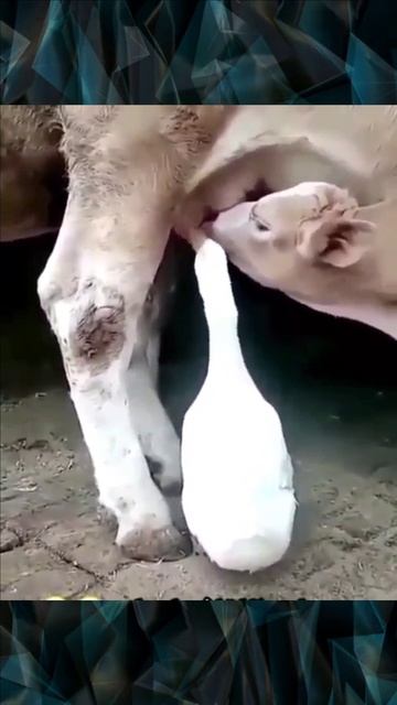 Гусь и теленок пьют молоко у коровы смотреть онлайн