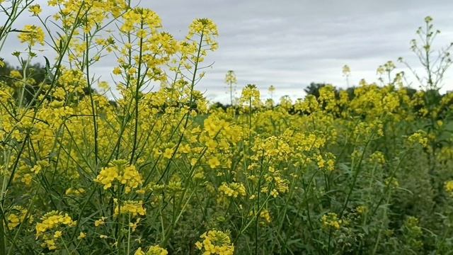Матушка Земля!🌳🌲💐🌺🌷🍁( исполняет Татьяна Куртукова) смотреть онлайн