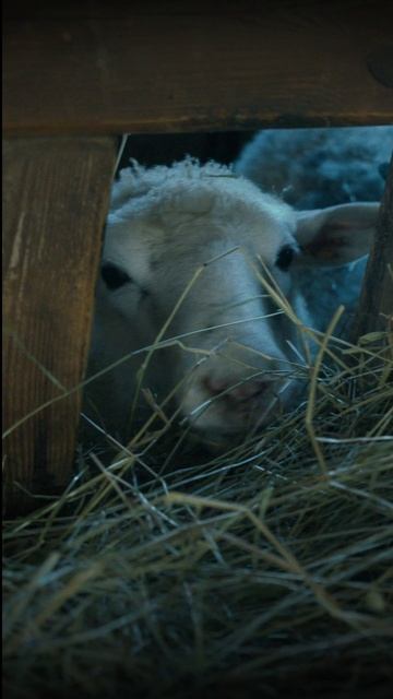 ВСЯКОЕ ДЫХАНИЕ ДА ХВАЛИТ ГОСПОДА | ВАЛААМСКИЙ МОНАСТЫРЬ смотреть онлайн