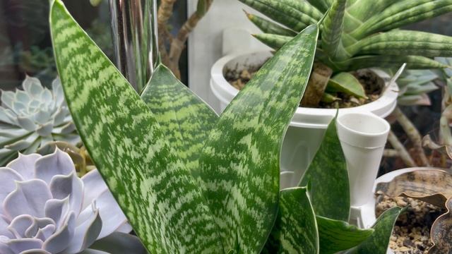 Джунгли в квартире. Моя коллекция сансевиерий!!