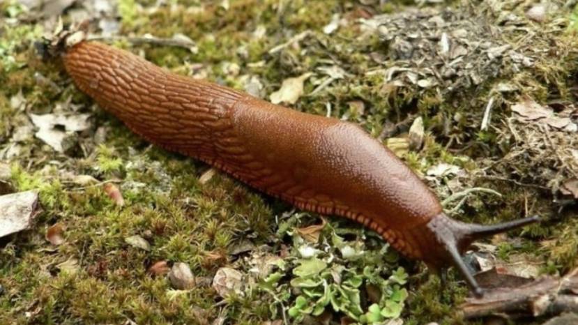 С грядки - к столу