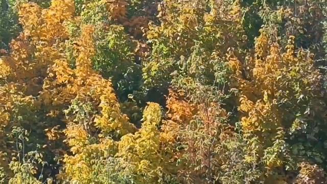 . Теплая Осень 🍁🍂🍃. Красивая 😍💓осень. .И Такая вот песня. . Да не все в жизни гладко, смотреть онлайн