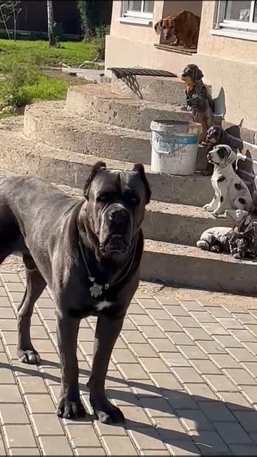 Локи в печали #канекорсо