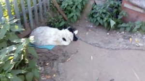 Выгул кошачьего молодняка с мамой и встреча с нашим глухим псом Бимом