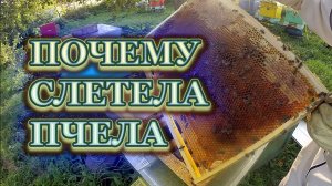 Разбираю семью , сколько осталось пчелы.