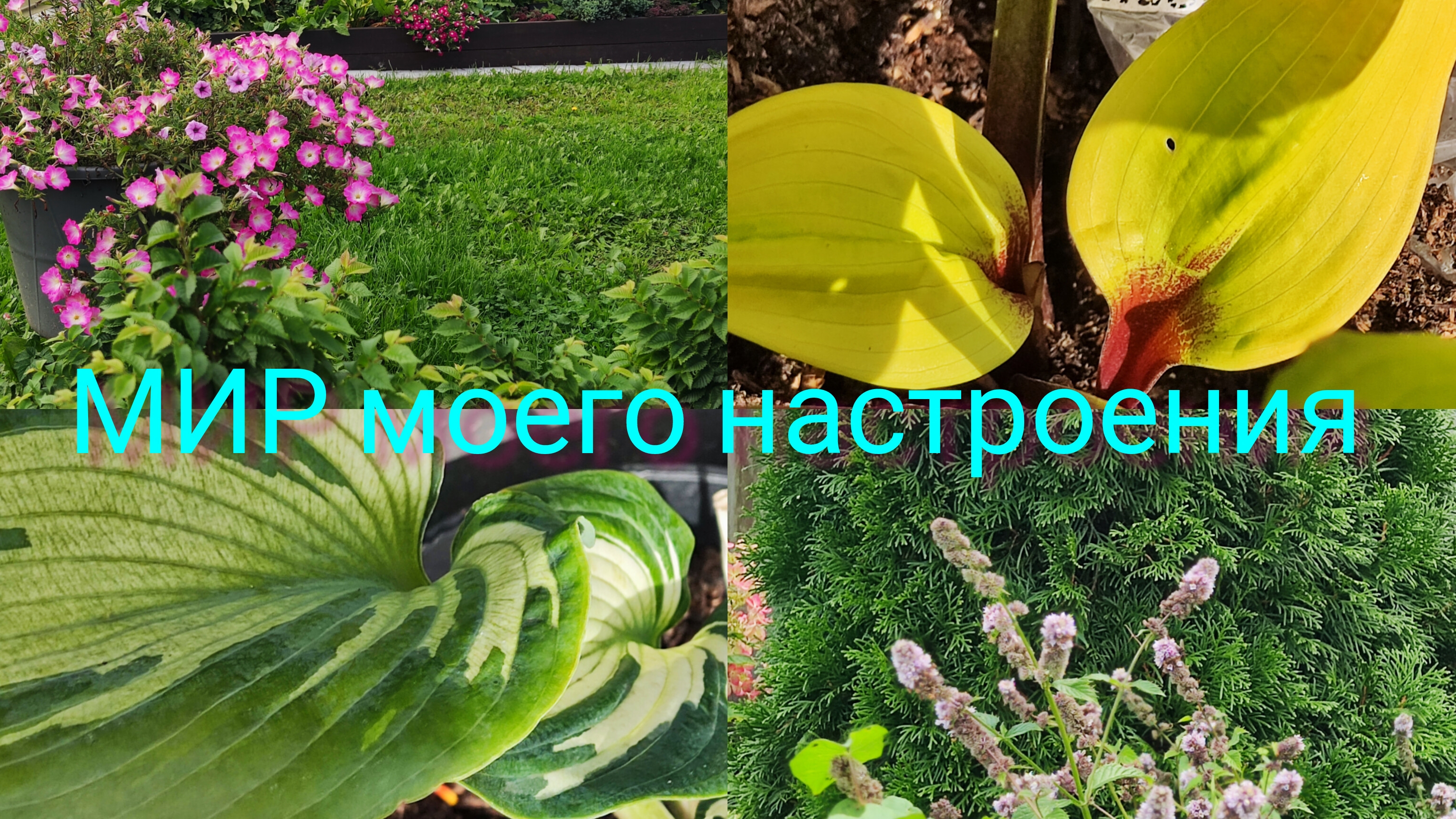 17.09.25 Дача.Отпуск в сентябре.Часть 2. смотреть онлайн