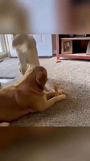 Эпичные Смешные Приколы🤣