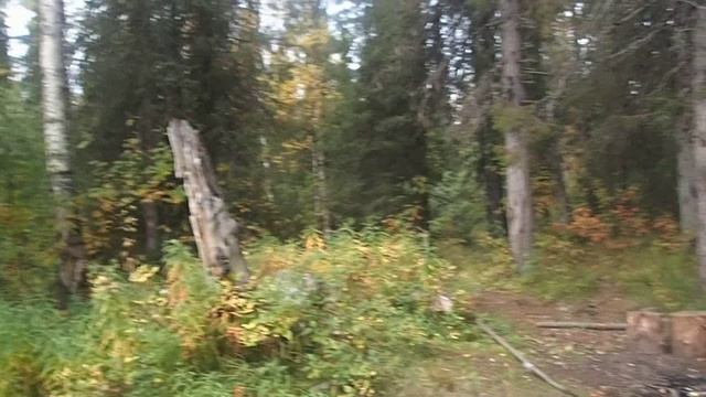 прогулка по осенней тайге до верховьев мудьюги смотреть онлайн