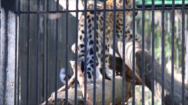 Дальневосточные леопарды Хлоя и Кадрон 15.09.2025 смотреть онлайн