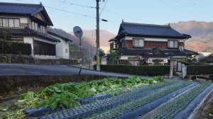 Япония. Прогулка по сельской  местности