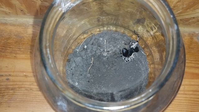 Бой жука вонючки против тарантула! смотреть онлайн