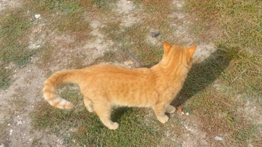 С котом смотреть онлайн