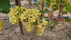Сорт винограда РАТАТУЙ к-ш,ГФ ДОЛЬЧЕ ВИТА к-ш (Калугин).