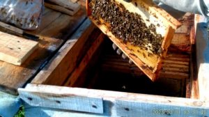 Корм это главное перед зимовкой  пчëл.