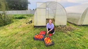 Собрали урожай в теплицах. Занимаемся ремонтом в доме. Готовим на костре. Жизнь в деревне.