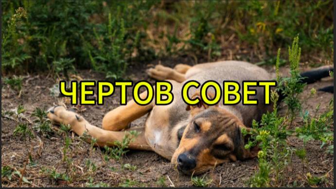 Чертов совет смотреть онлайн